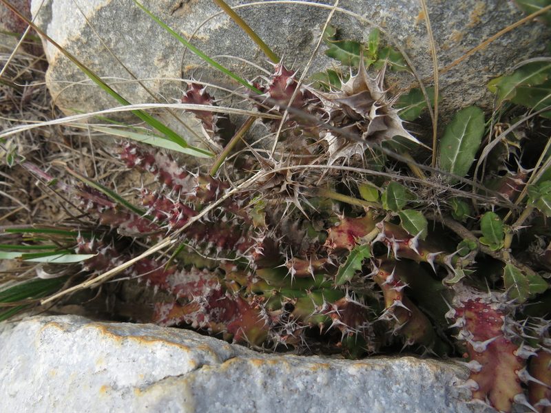 Euphorbia stellata, photographed by James Deacon