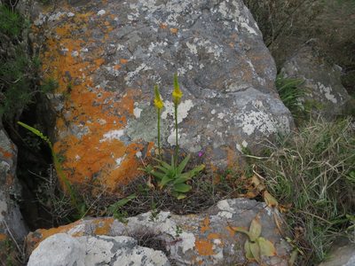 Bulbine latifolia, photographed by James Deacon