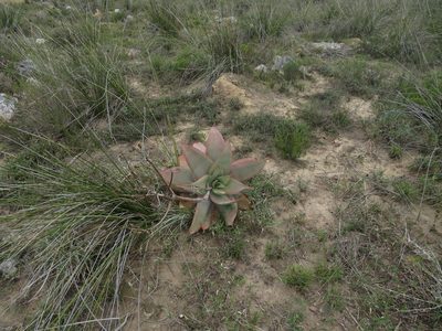 Aloe striata, photographed by James Deacon
