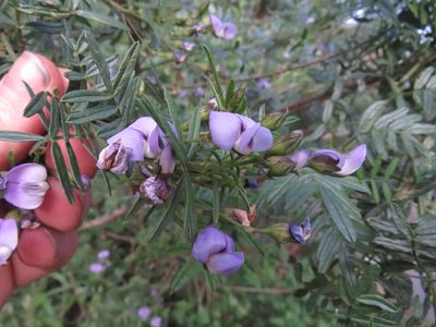 Psoralea platyphylla, photographed by James Deacon