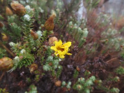 Arrowsmithia styphelioides, photographed by James Deacon