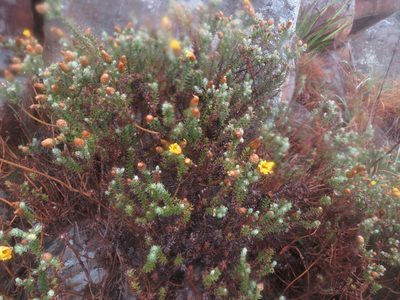 Arrowsmithia styphelioides, photographed by James Deacon