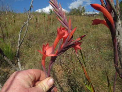 Watsonia pillansii, photographed by James Deacon