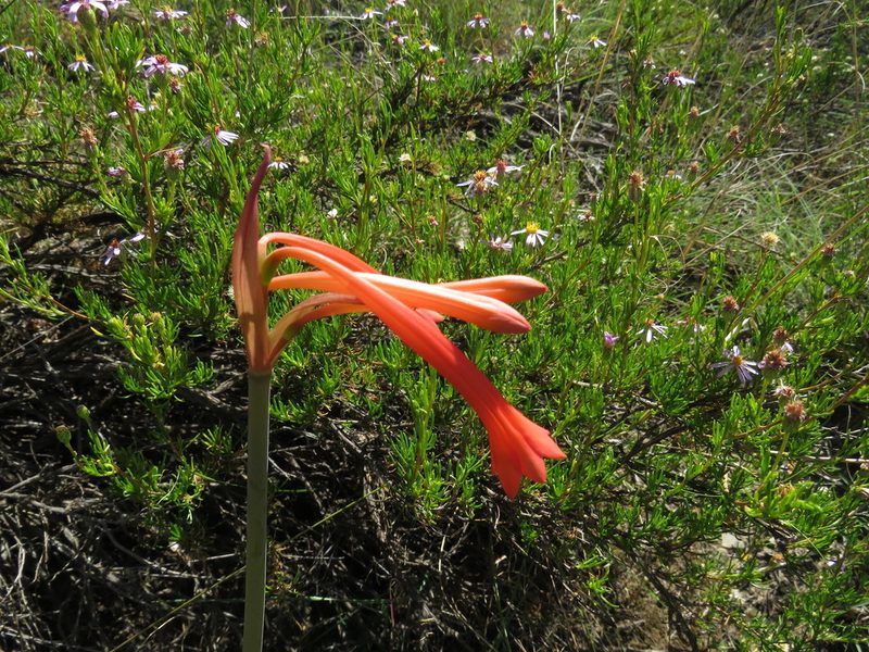 Cyrtanthus contractus, photographed by James Deacon