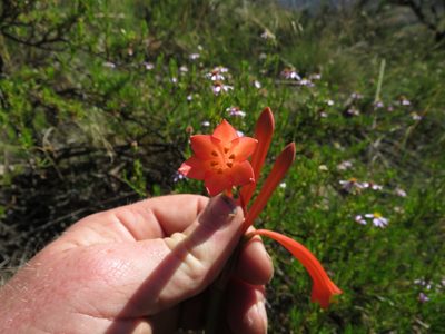 Cyrtanthus contractus, photographed by James Deacon