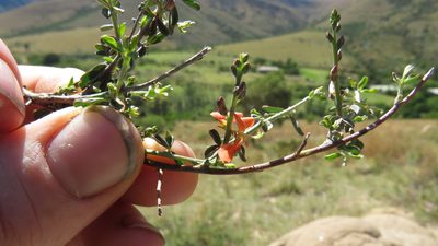 Indigofera sessilifolia, photographed by James Deacon