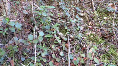 Crassula spathulata, photographed by James Deacon