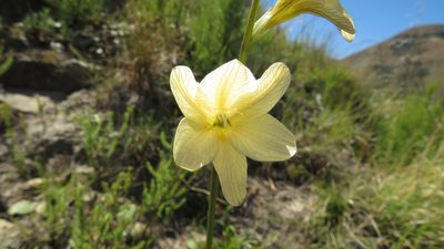 Tritonia gladiolaris, photographed by James Deacon