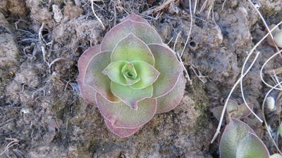 Crassula capitella, photographed by James Deacon