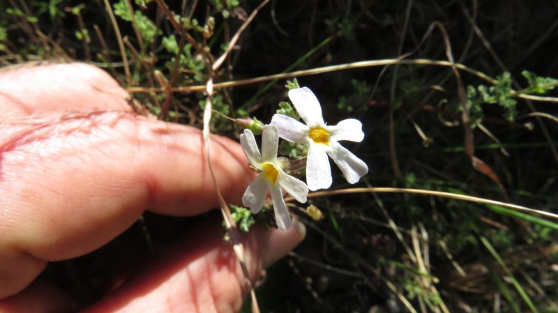 Jamesbrittenia tysonii, photographed by James Deacon