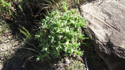 Helichrysum aureum, photographed by James Deacon