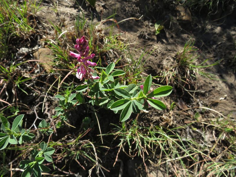 Indigofera elandsbergensis, photographed by James Deacon
