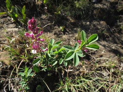 Indigofera elandsbergensis, photographed by James Deacon