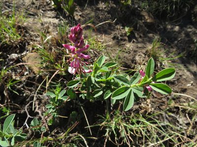 Indigofera elandsbergensis, photographed by James Deacon