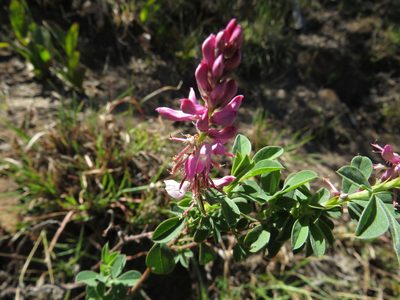 Indigofera elandsbergensis, photographed by James Deacon