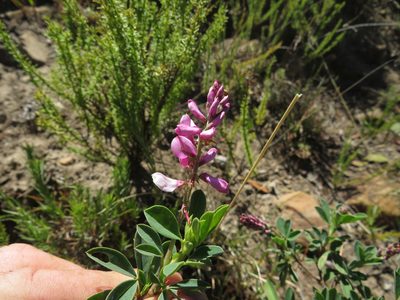 Indigofera elandsbergensis, photographed by James Deacon