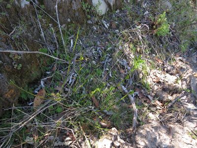 Psoralea platyphylla, photographed by James Deacon