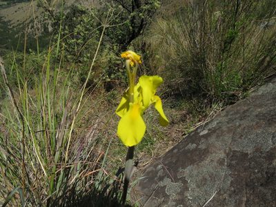 Moraea spathulata, photographed by James Deacon