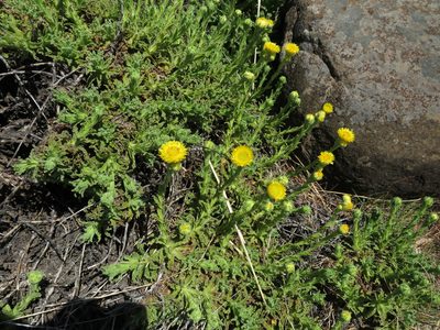 Helichrysum aureum, photographed by James Deacon
