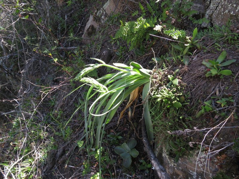 Albuca deaconii, photographed by James Deacon