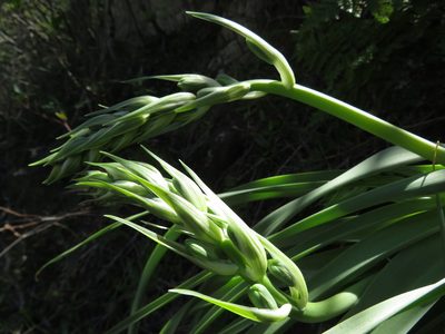Albuca deaconii, photographed by James Deacon