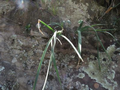 Albuca deaconii, photographed by James Deacon