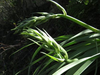 Albuca deaconii, photographed by James Deacon