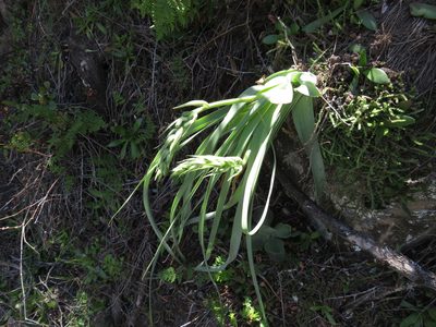 Albuca deaconii, photographed by James Deacon