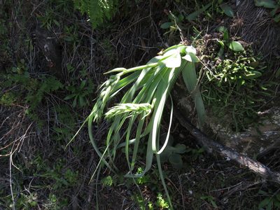 Albuca deaconii, photographed by James Deacon