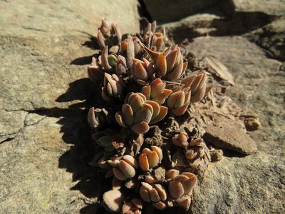 Crassula lanuginosa, photographed by James Deacon