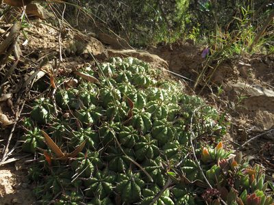 Euphorbia pulvinata, photographed by James Deacon