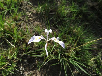 Moraea elliotii, photographed by James Deacon