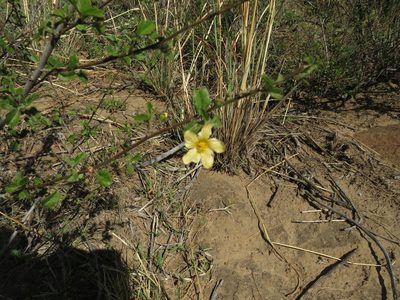 Sida lancifolia, photographed by James Deacon