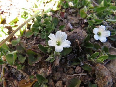 Falkia repens, photographed by James Deacon