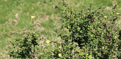 Pavonia praemorsa, photographed by Dave Brown