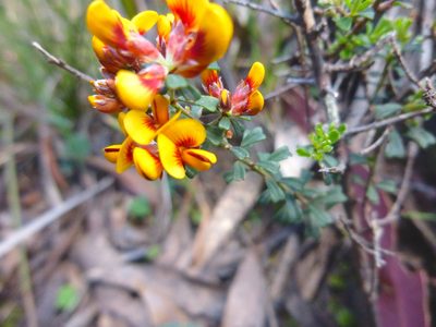 Pultenaea retusa, photographed by Kiri Bee