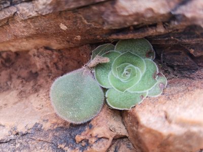 Crassula pseudhemisphaerica, photographed by leandra-k_89