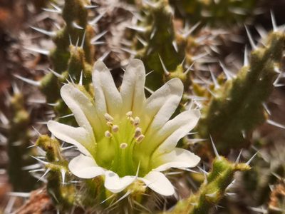Codon royenii, photographed by leandra-k_89