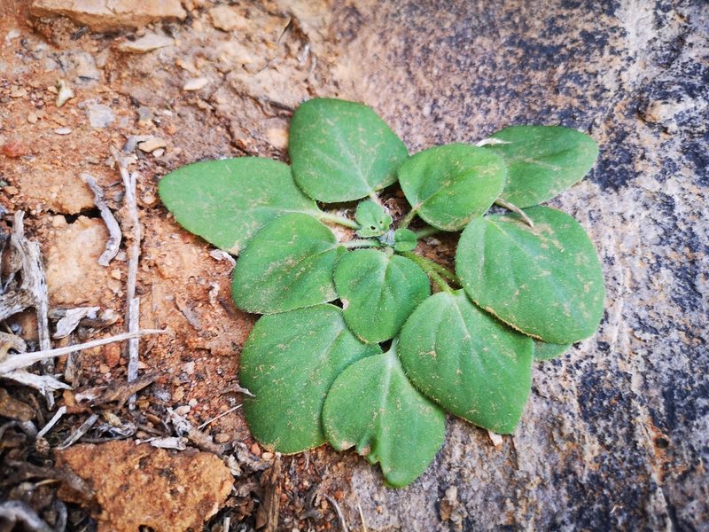Pelargonium vinaceum, photographed by leandra-k_89