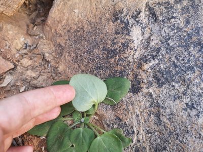 Pelargonium vinaceum, photographed by leandra-k_89