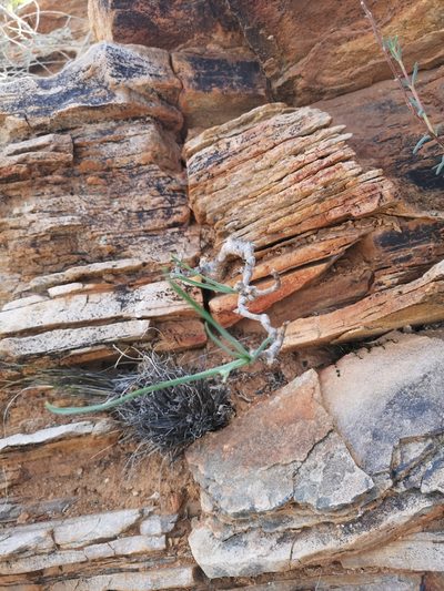 Trachyandra aridimontana, photographed by leandra-k_89
