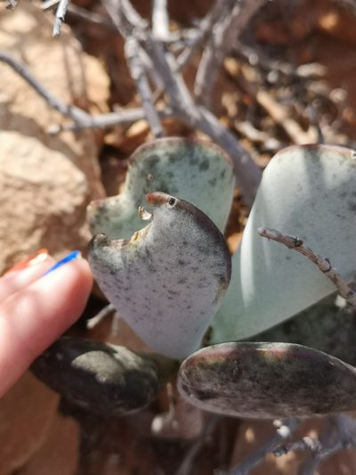 Adromischus alstonii, photographed by leandra-k_89