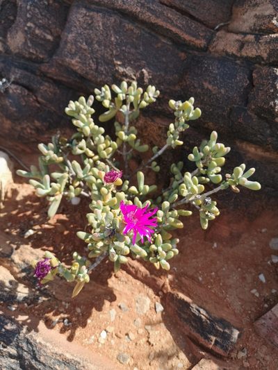 Enarganthe octonaria, photographed by leandra-k_89