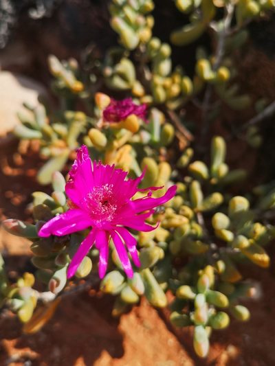 Enarganthe octonaria, photographed by leandra-k_89