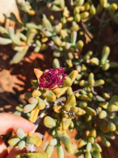 Enarganthe octonaria, photographed by leandra-k_89