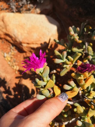 Enarganthe octonaria, photographed by leandra-k_89