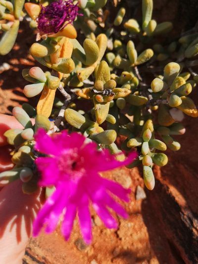 Enarganthe octonaria, photographed by leandra-k_89