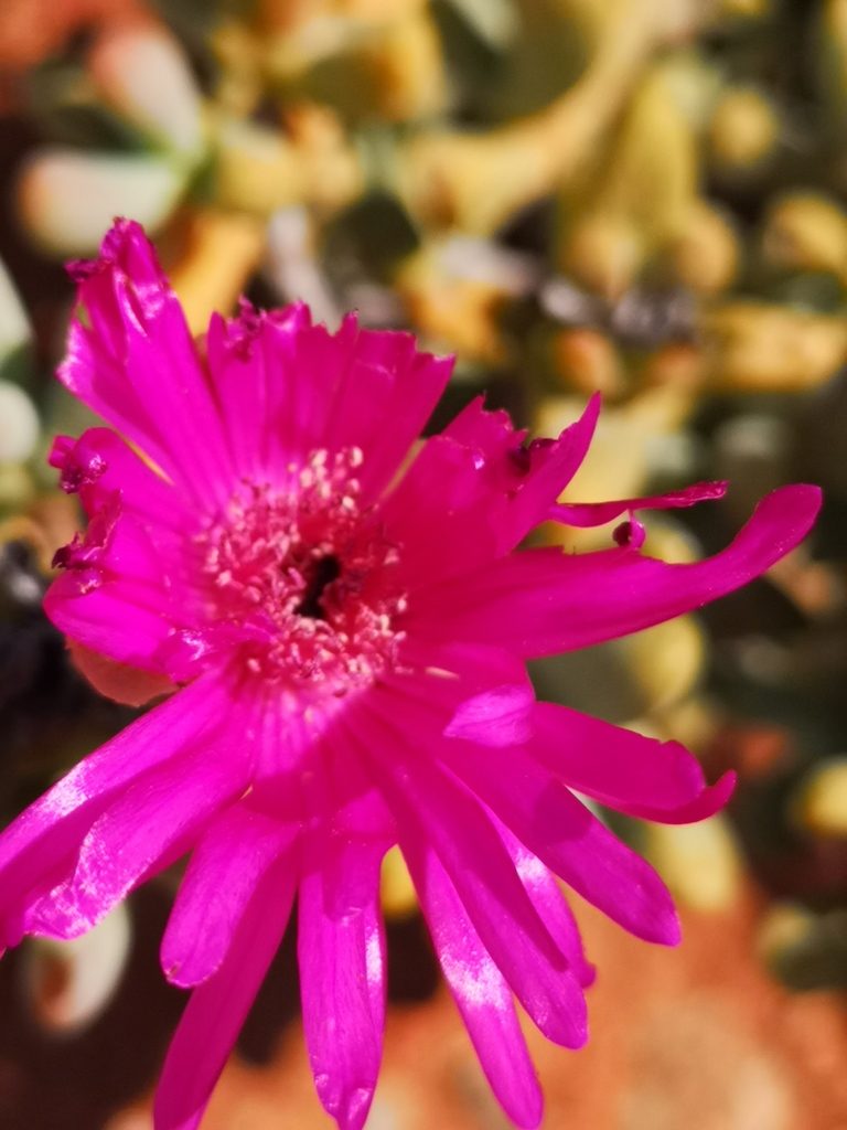 Enarganthe octonaria, photographed by leandra-k_89