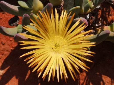 Cheiridopsis robusta, photographed by leandra-k_89