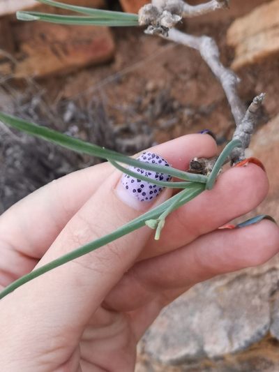 Trachyandra aridimontana, photographed by leandra-k_89